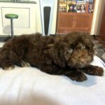 LEONARDO – Schnoodle $2100