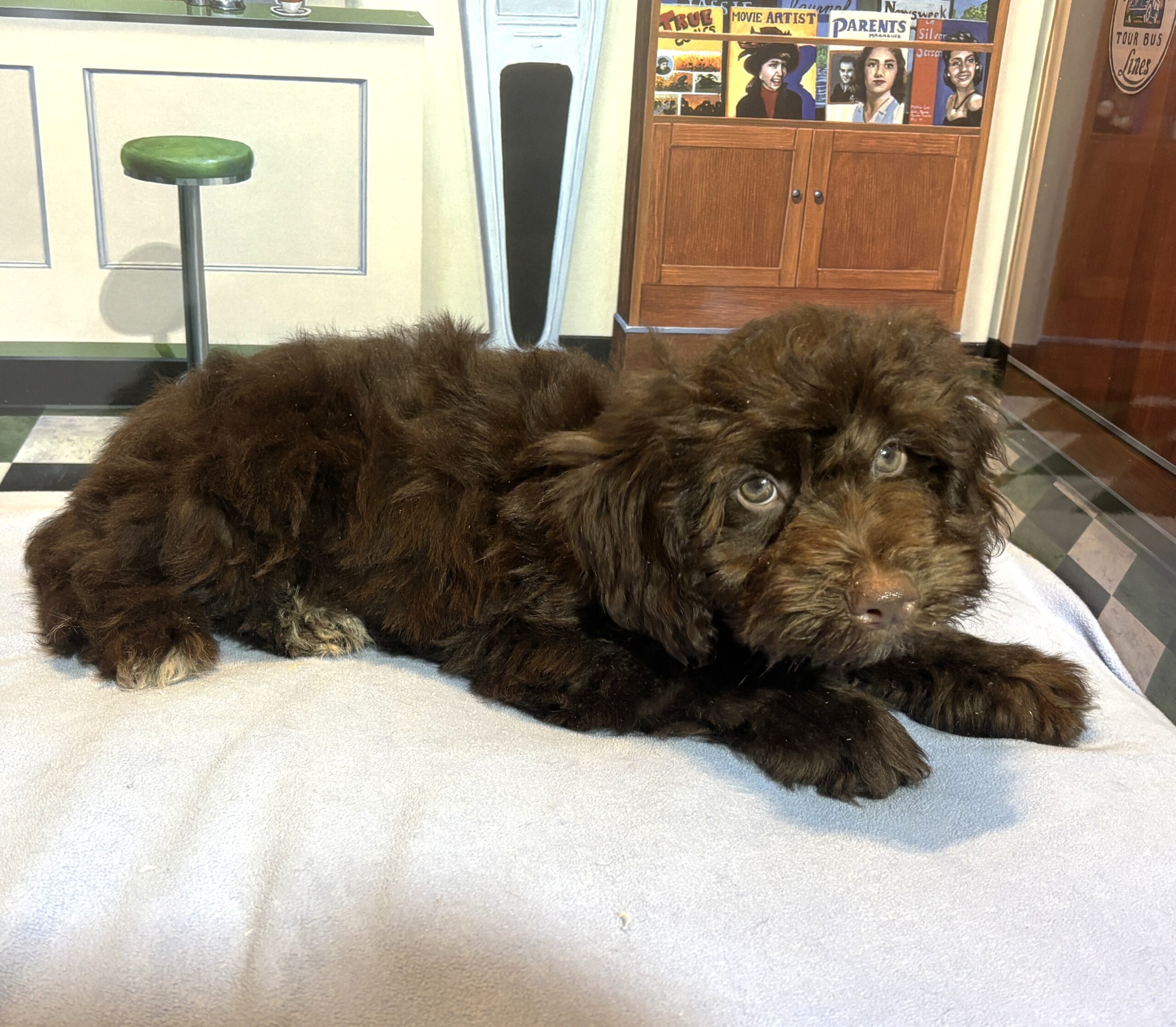 LEONARDO – Schnoodle $2100