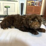 LEONARDO – Schnoodle $2100