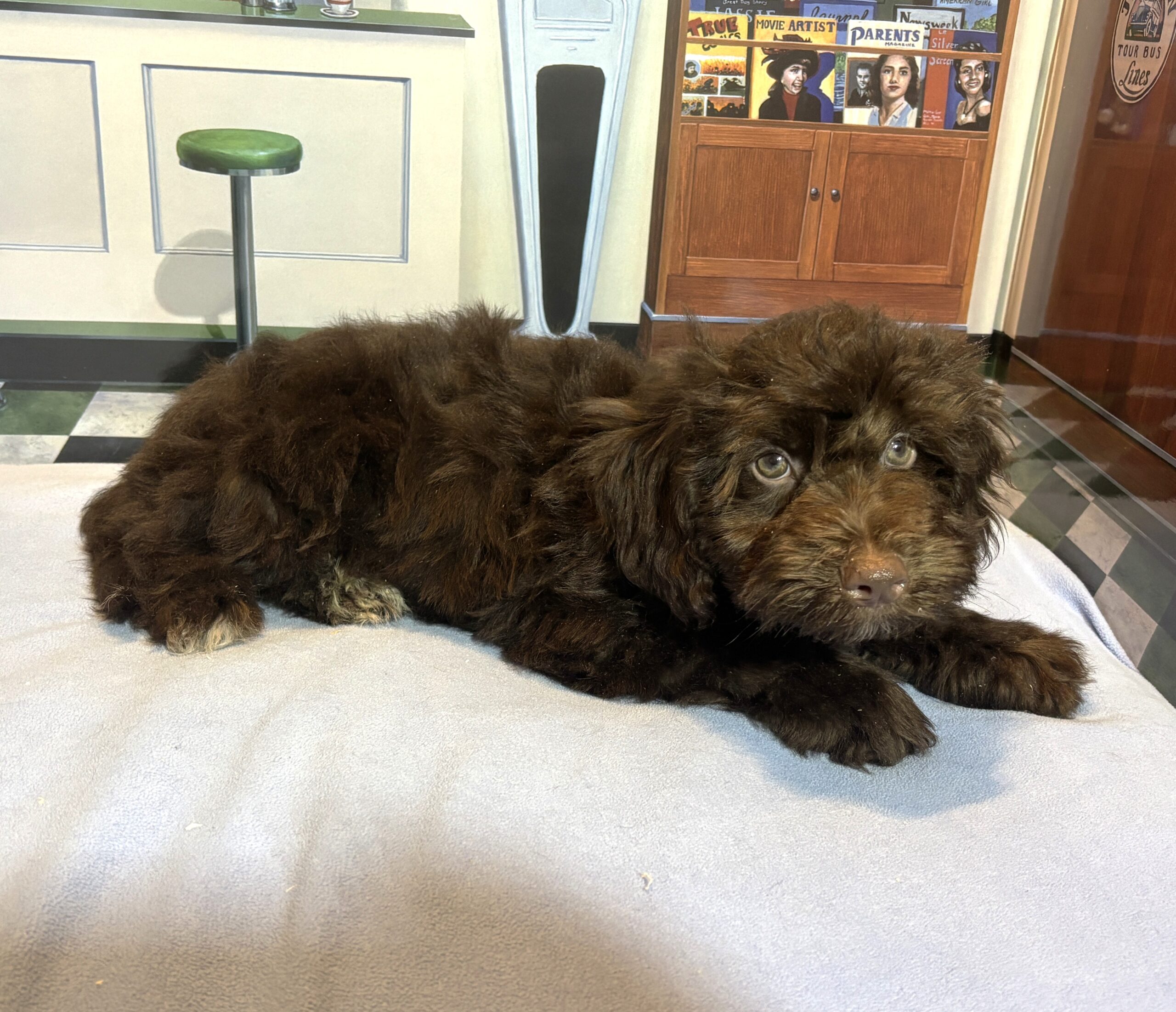 LEONARDO – Schnoodle $2100