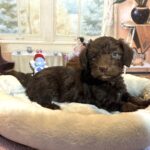 NIKOLA – Schnoodle $2300