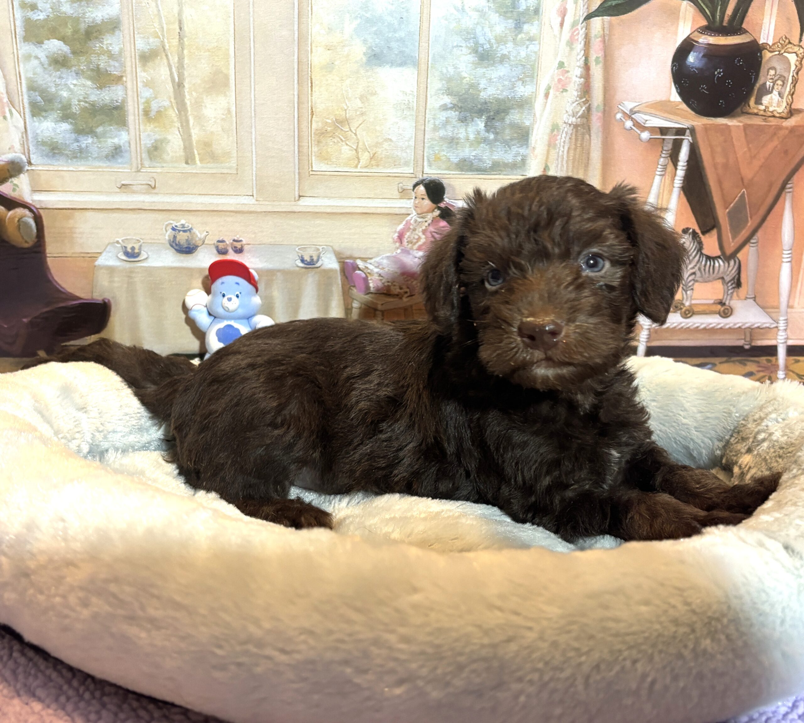 NIKOLA – Schnoodle $2300