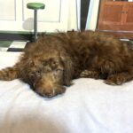 NIKOLA – Schnoodle $1900