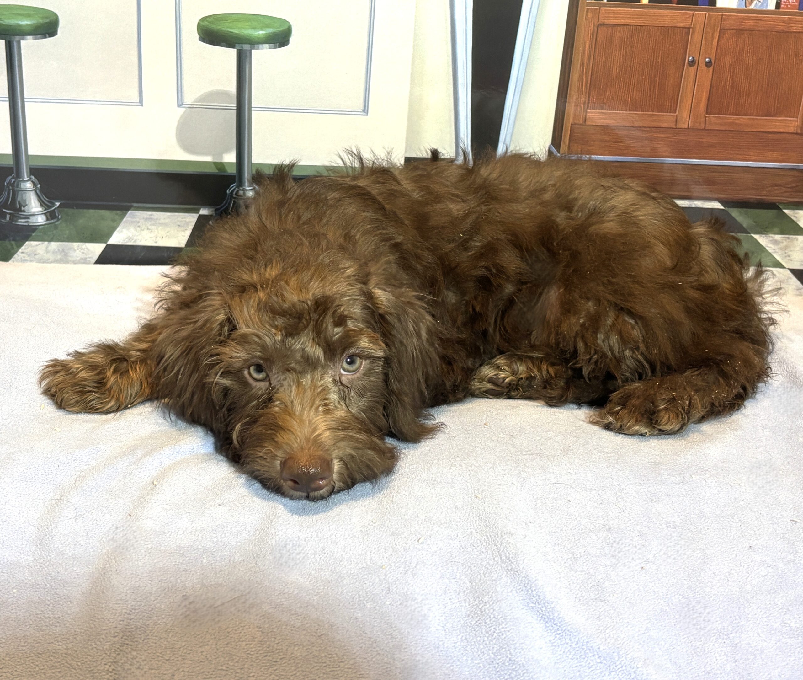 NIKOLA – Schnoodle $1900