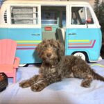 NIKOLA – Schnoodle $1700