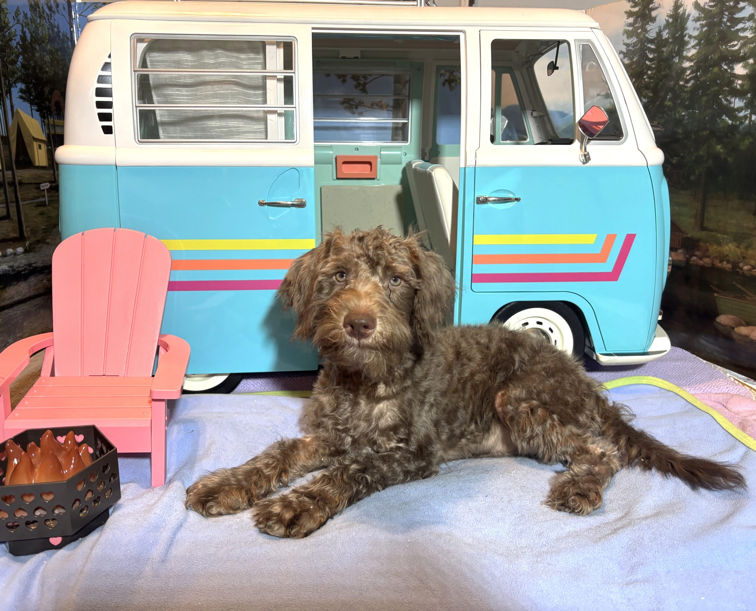 NIKOLA – Schnoodle $1700
