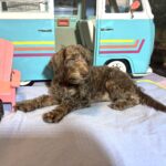 NIKOLA – Schnoodle $1700