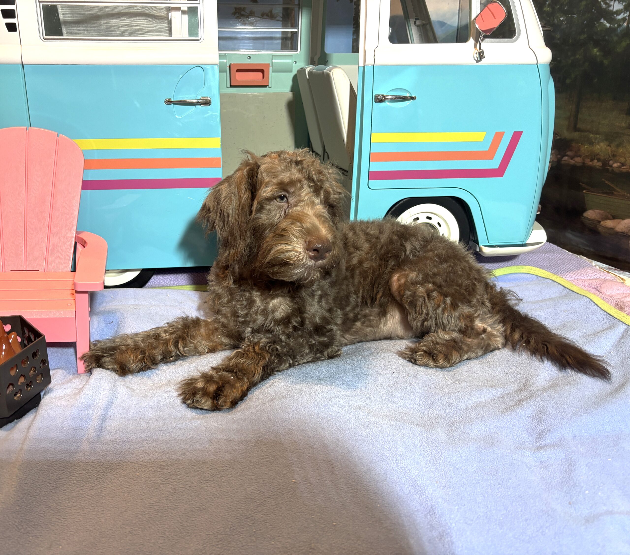 NIKOLA – Schnoodle $1700