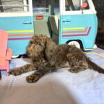 NIKOLA – Schnoodle $1700