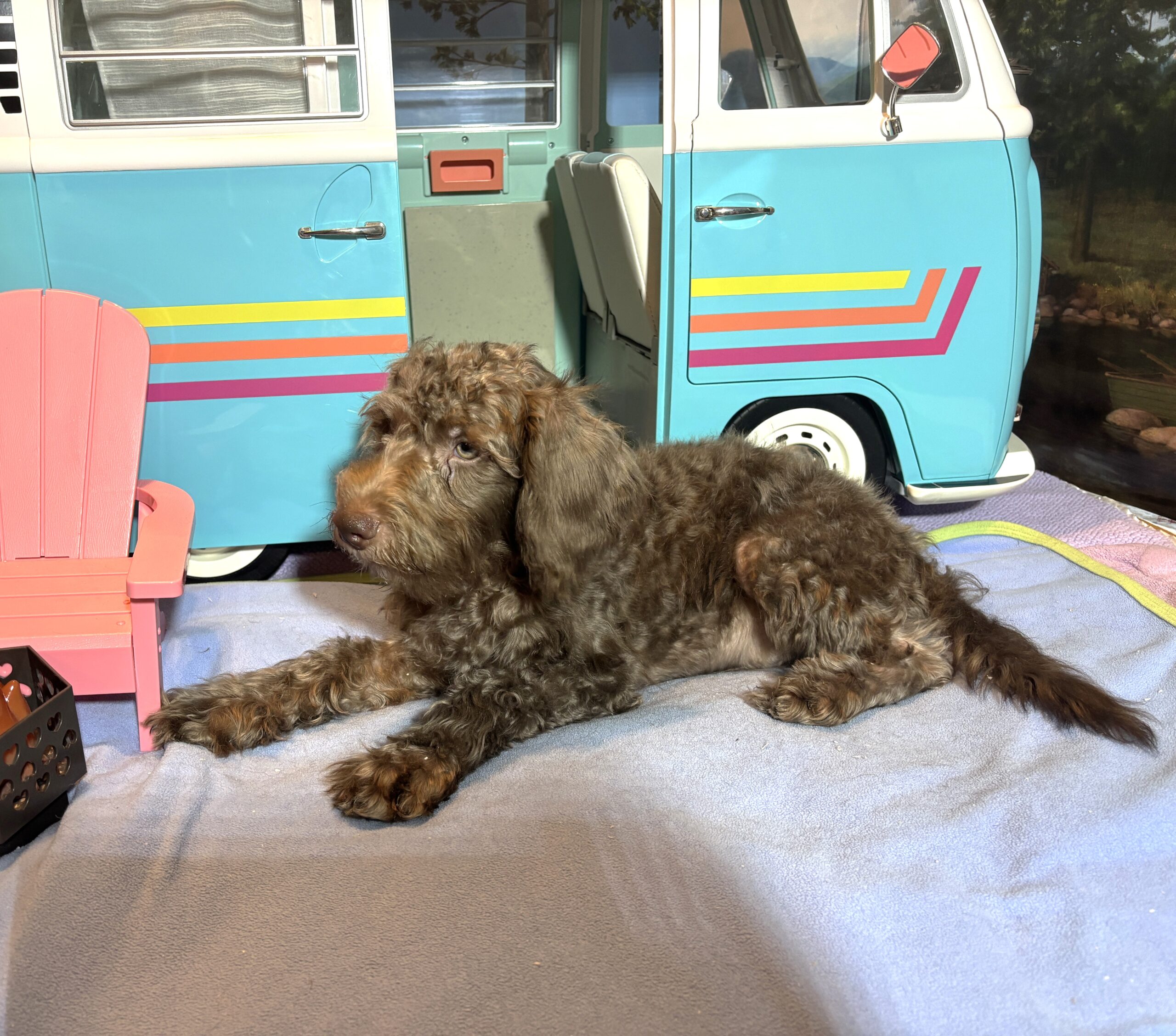 NIKOLA – Schnoodle $1700