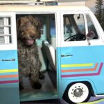 NIKOLA – Schnoodle $1700