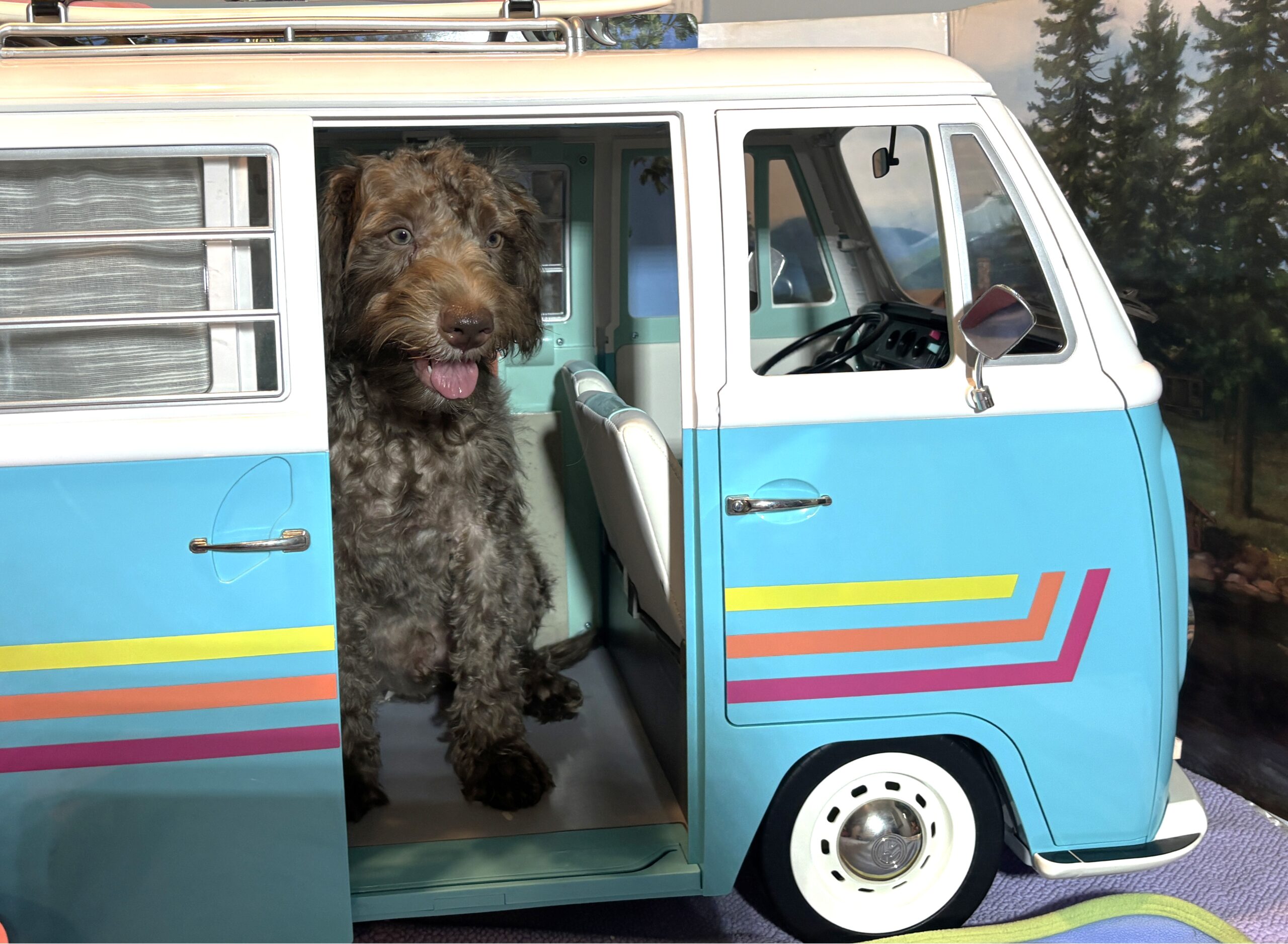 NIKOLA – Schnoodle $1700