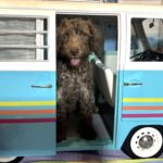 NIKOLA – Schnoodle $1700