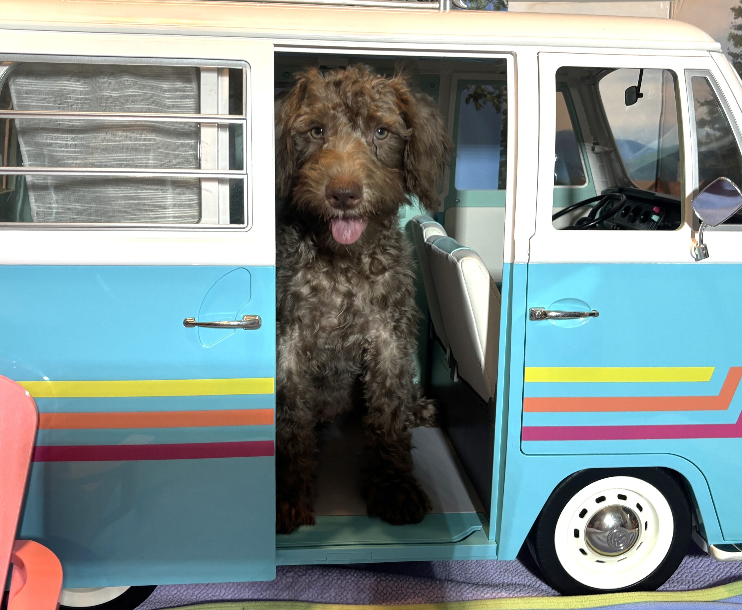 NIKOLA – Schnoodle $1700