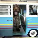 NIKOLA – Schnoodle $1700
