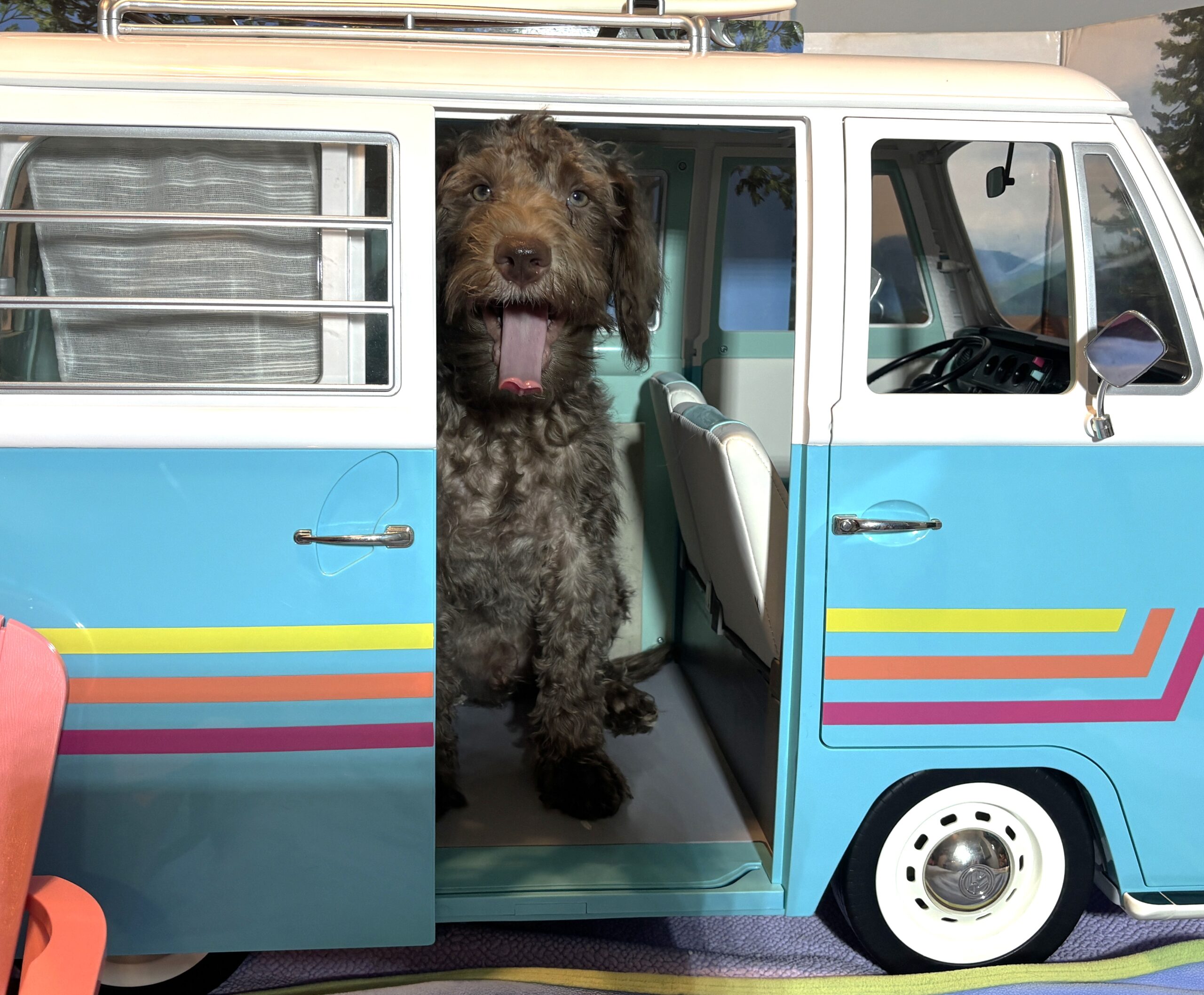 NIKOLA – Schnoodle $1700