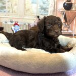 NIKOLA – Schnoodle $2300