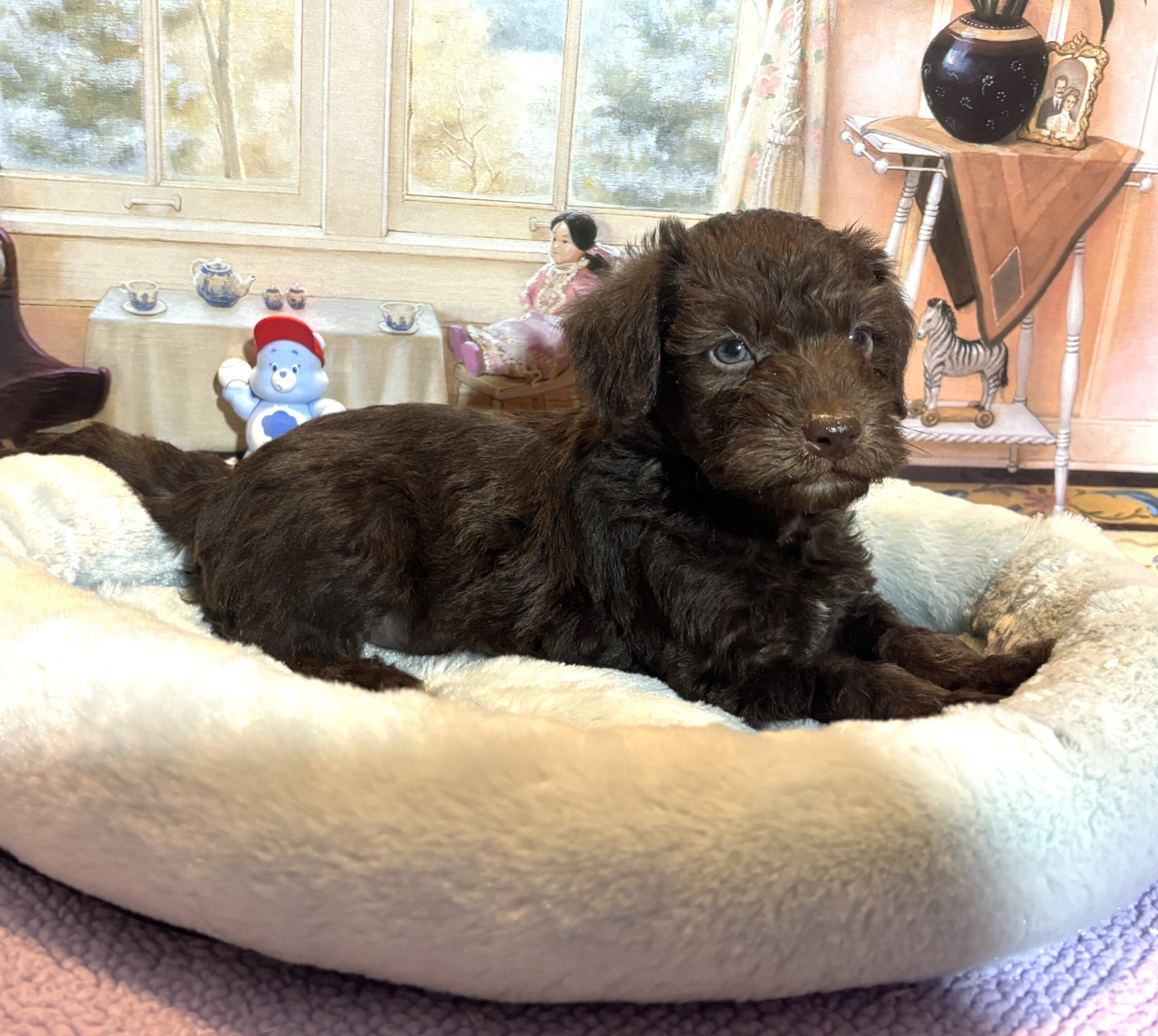NIKOLA – Schnoodle $2300