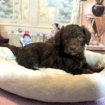 NIKOLA – Schnoodle $2300