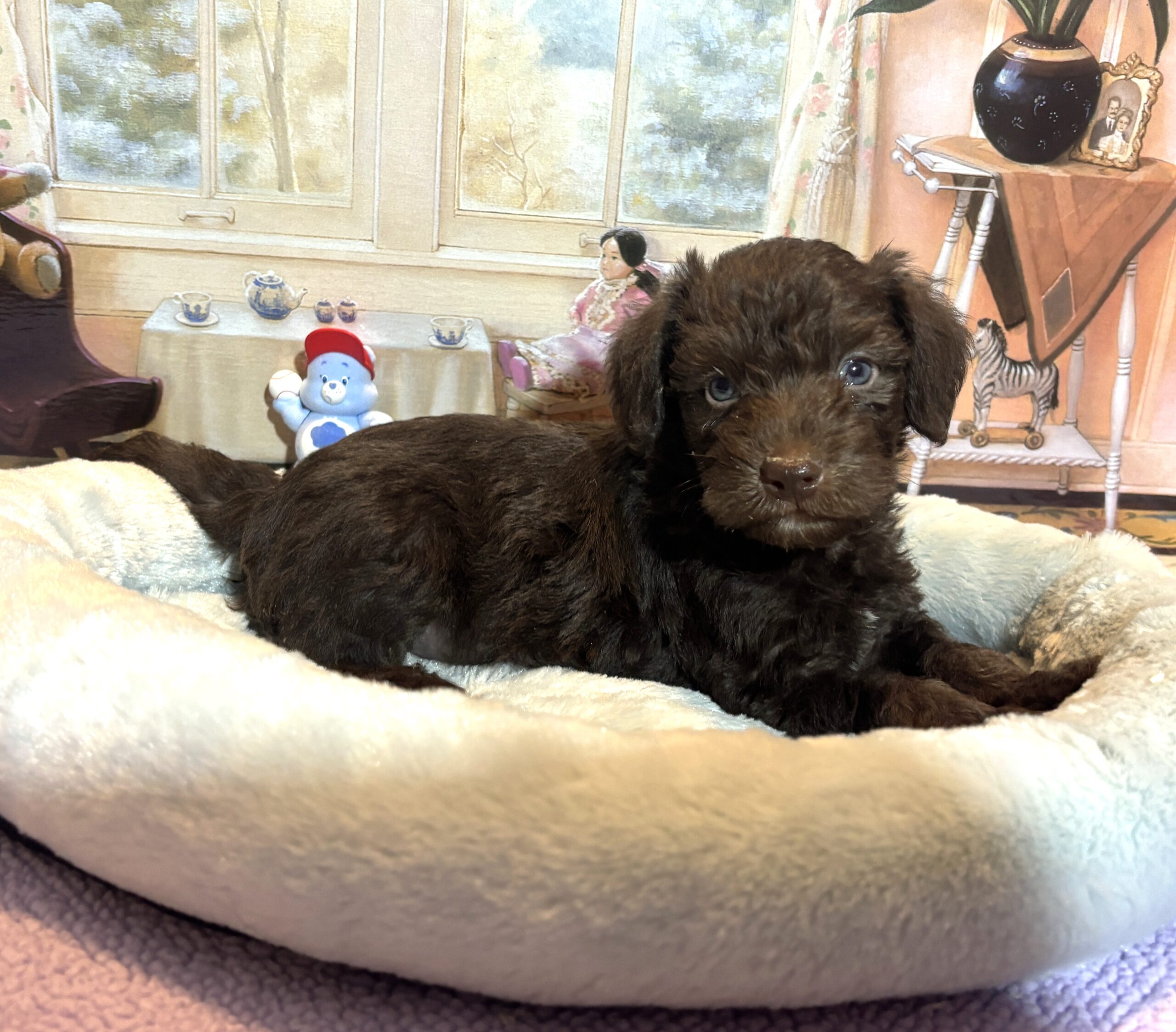 NIKOLA – Schnoodle $2300