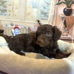 NIKOLA – Schnoodle $2300