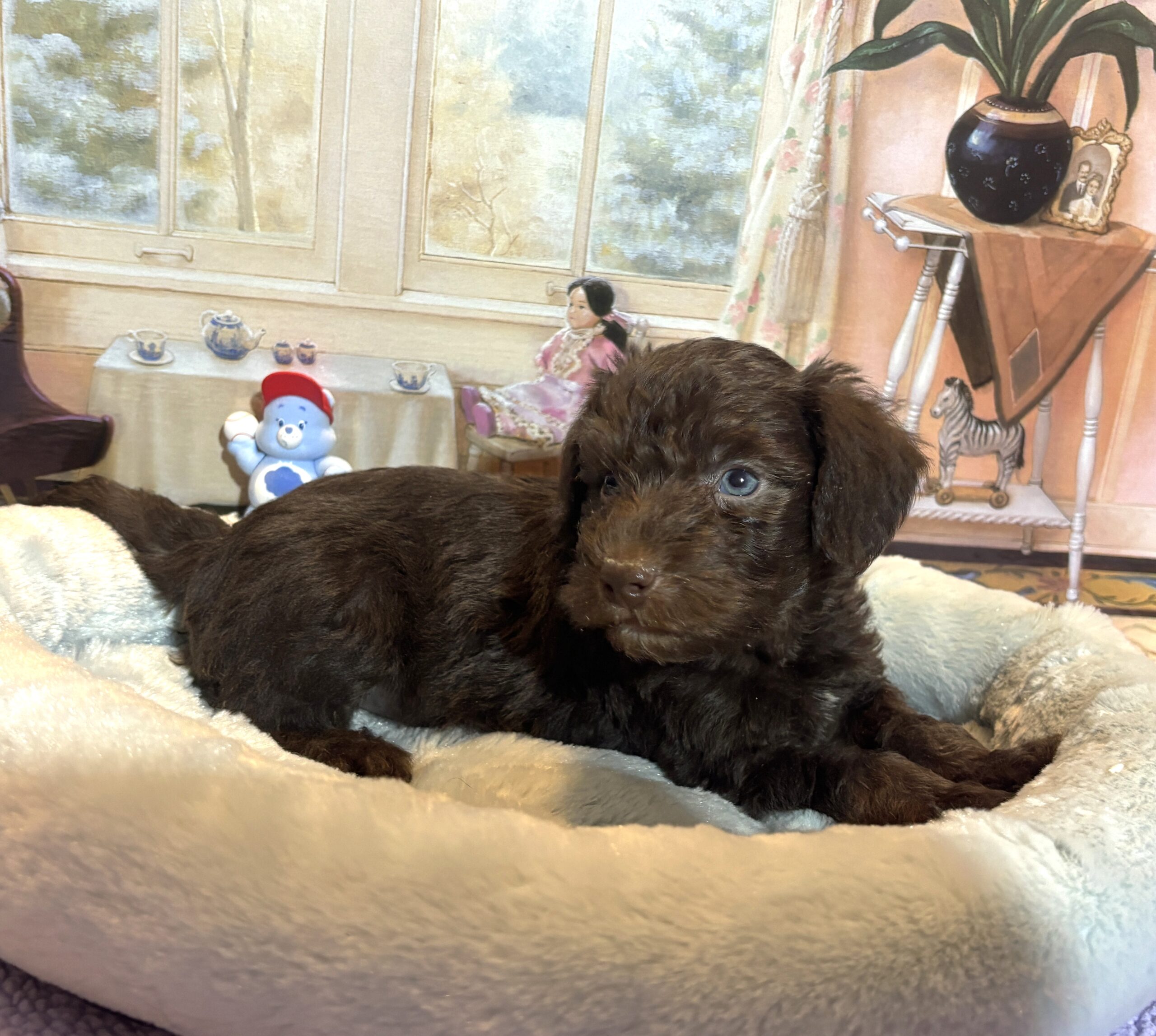 NIKOLA – Schnoodle $2300