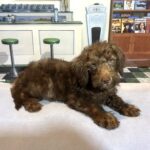 NIKOLA – Schnoodle $1900