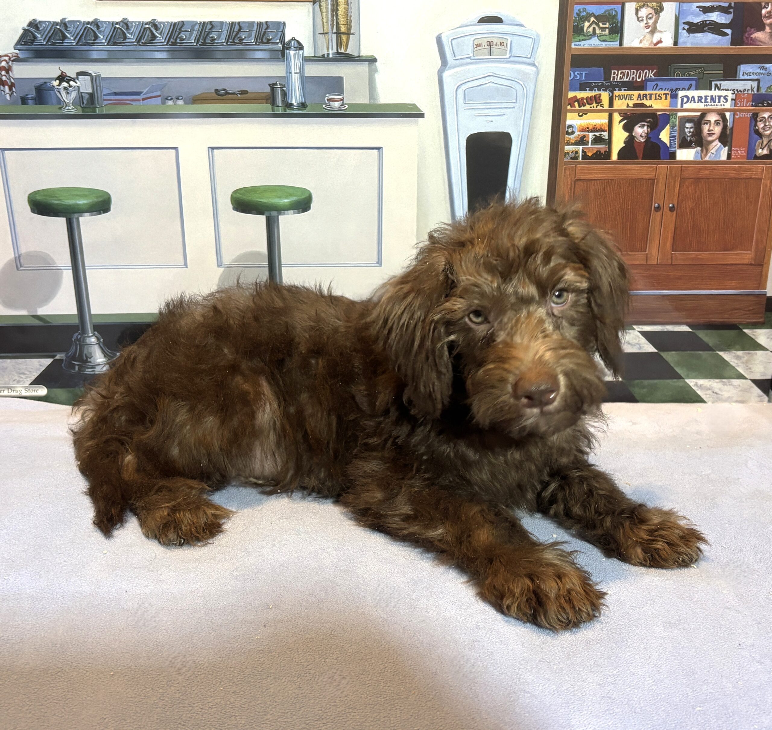 NIKOLA – Schnoodle $1900