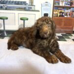 NIKOLA – Schnoodle $1900