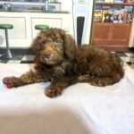 NIKOLA – Schnoodle $1900