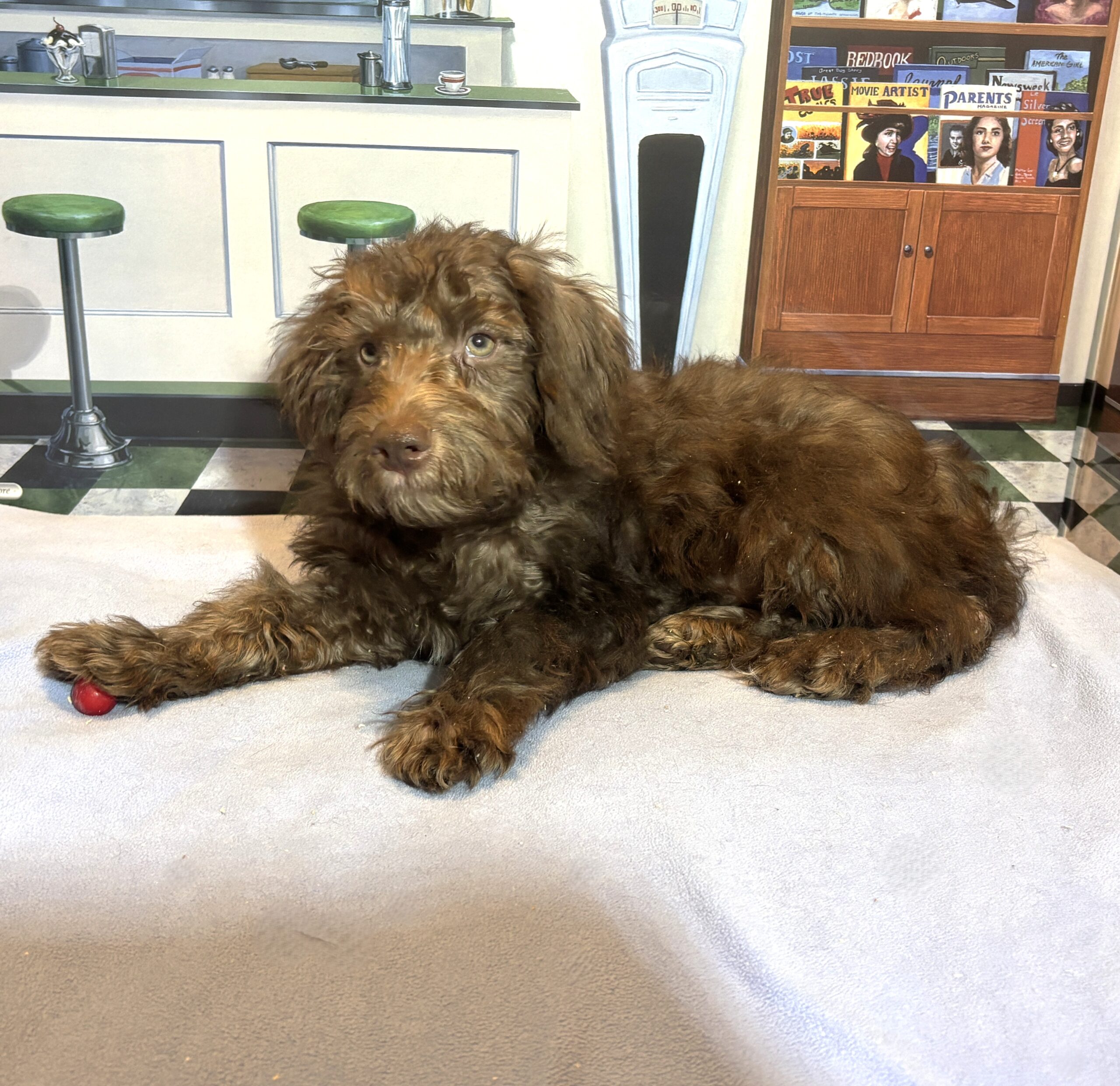 NIKOLA – Schnoodle $1900