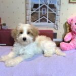 BROOKE – Schnoodle $2500
