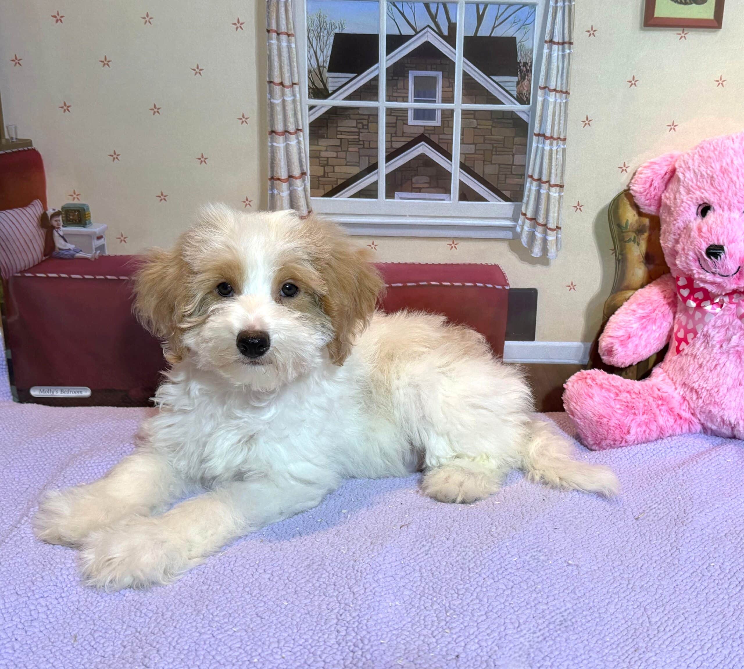 BROOKE – Schnoodle $2500