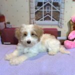 BROOKE – Schnoodle $2500