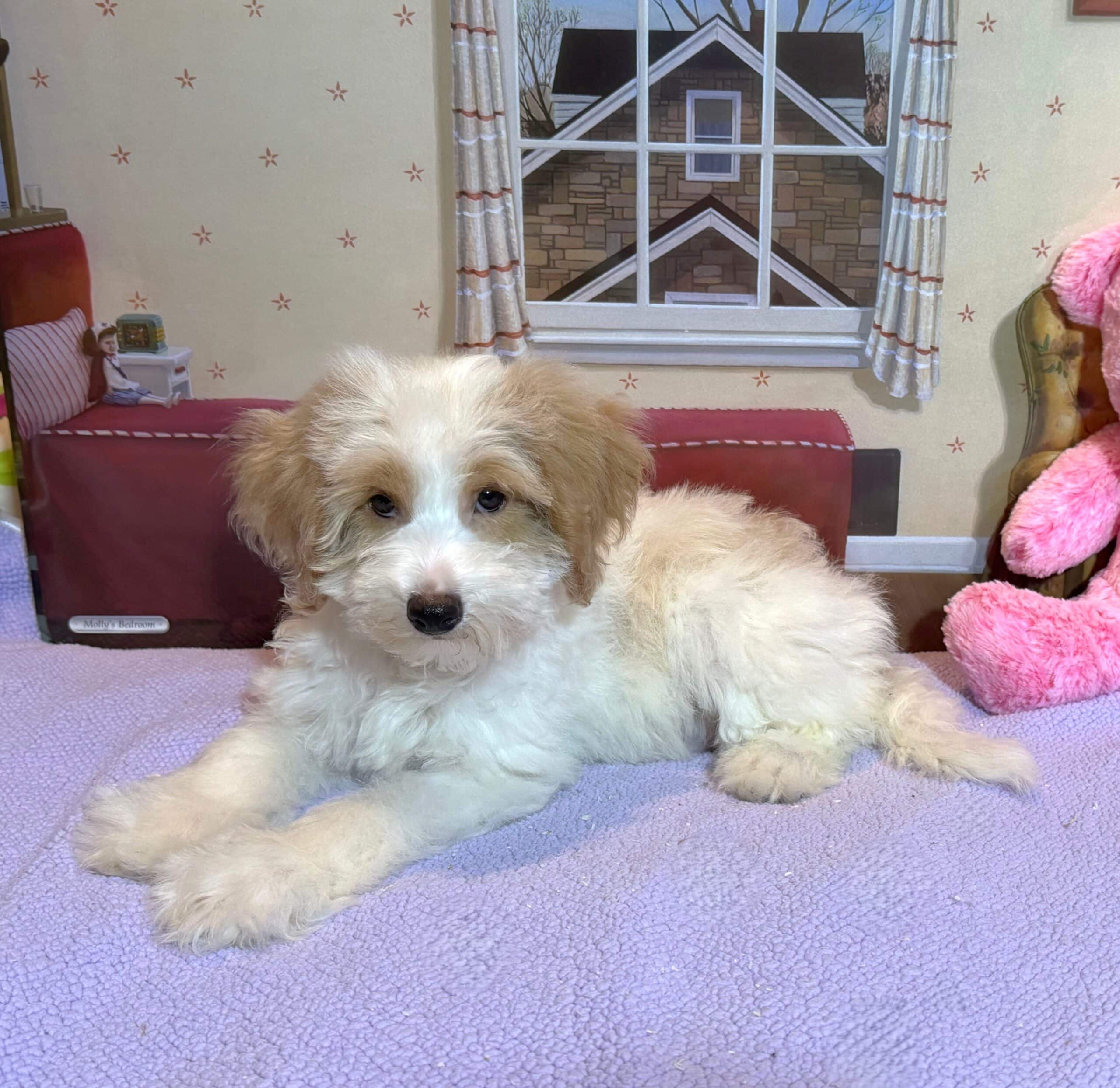 BROOKE – Schnoodle $2500