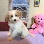 BROOKE – Schnoodle $2500