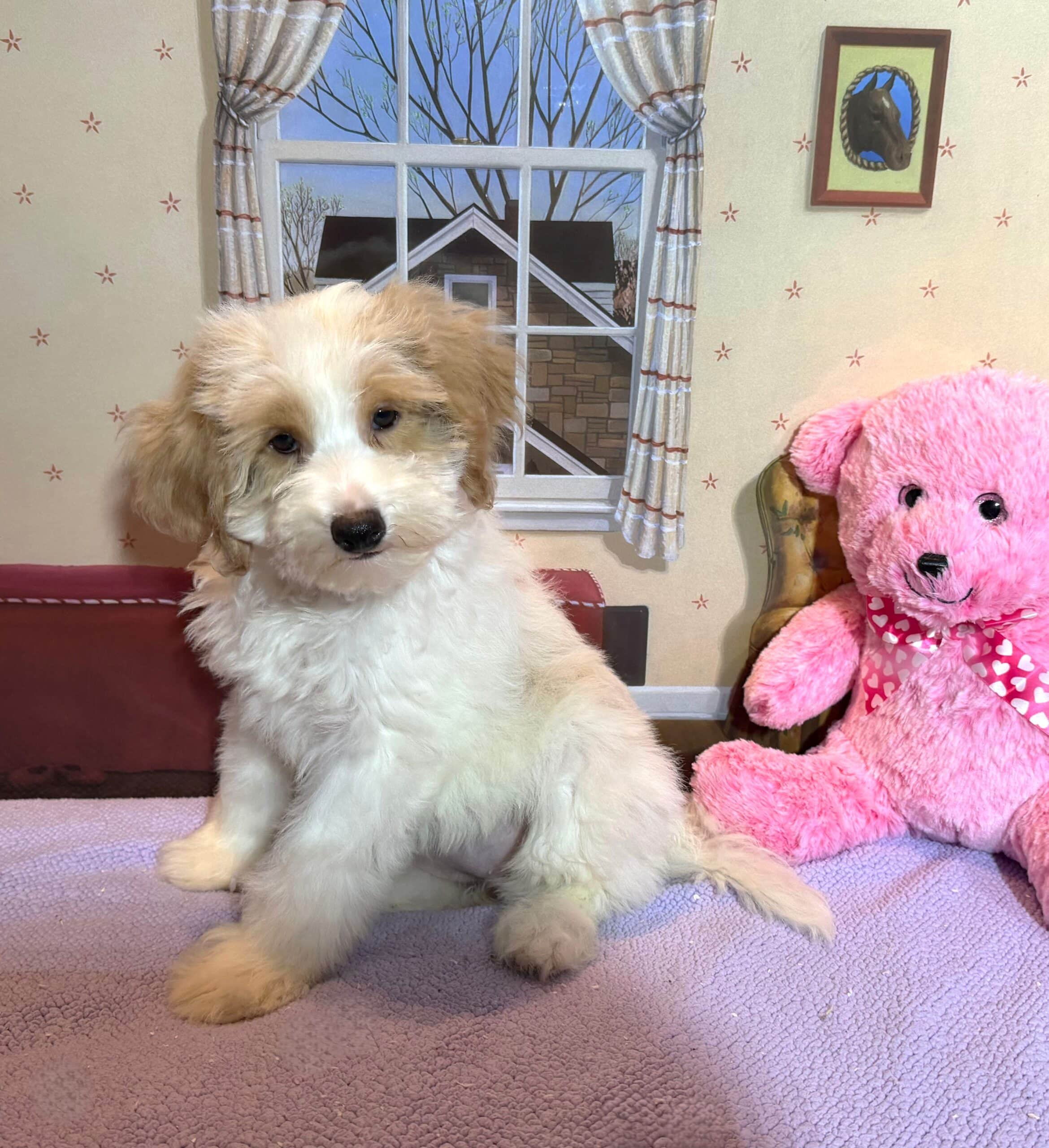 BROOKE – Schnoodle $2500