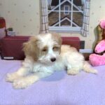 BROOKE – Schnoodle $2500