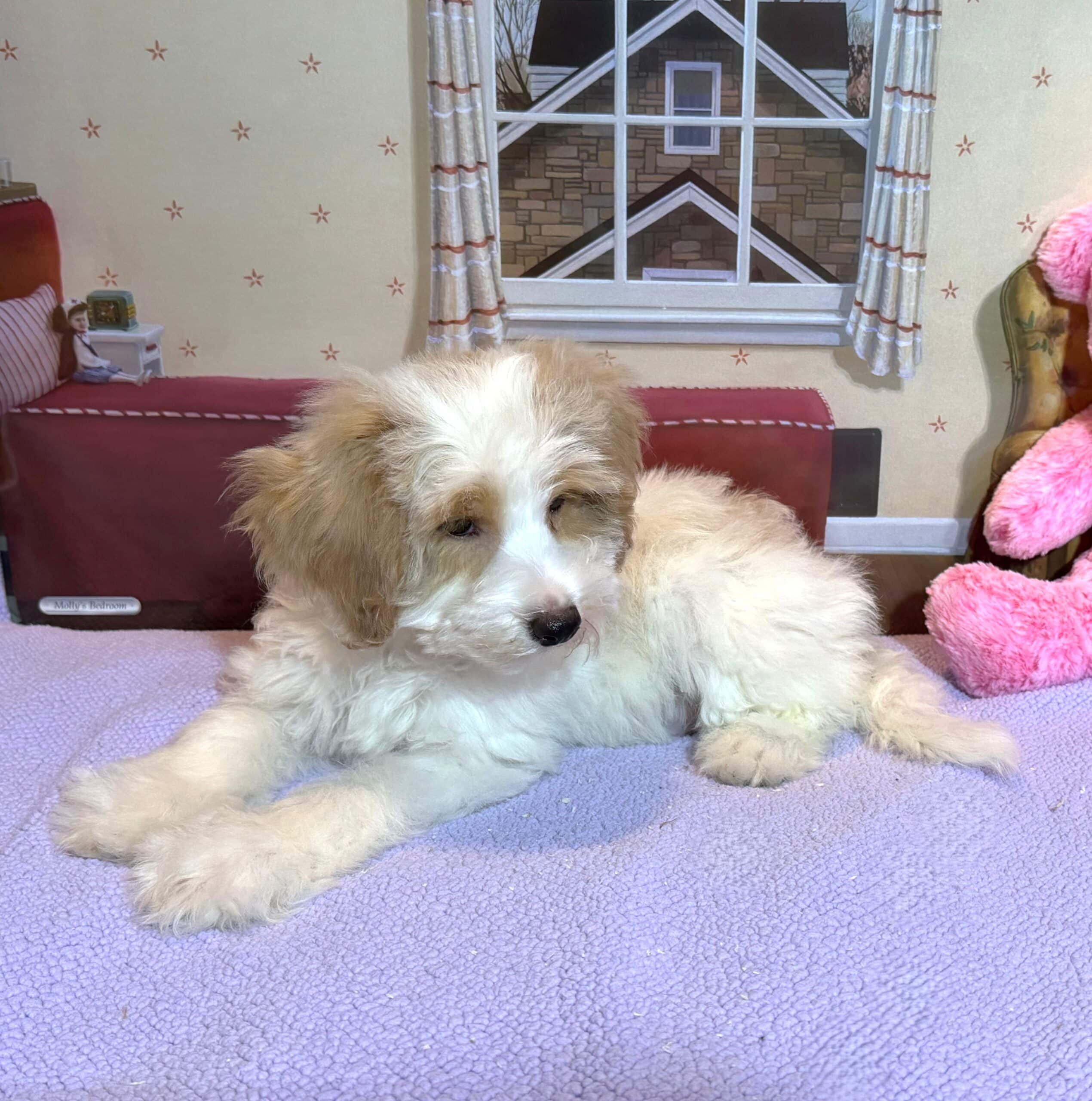 BROOKE – Schnoodle $2500