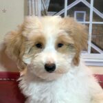 BROOKE – Schnoodle $2500