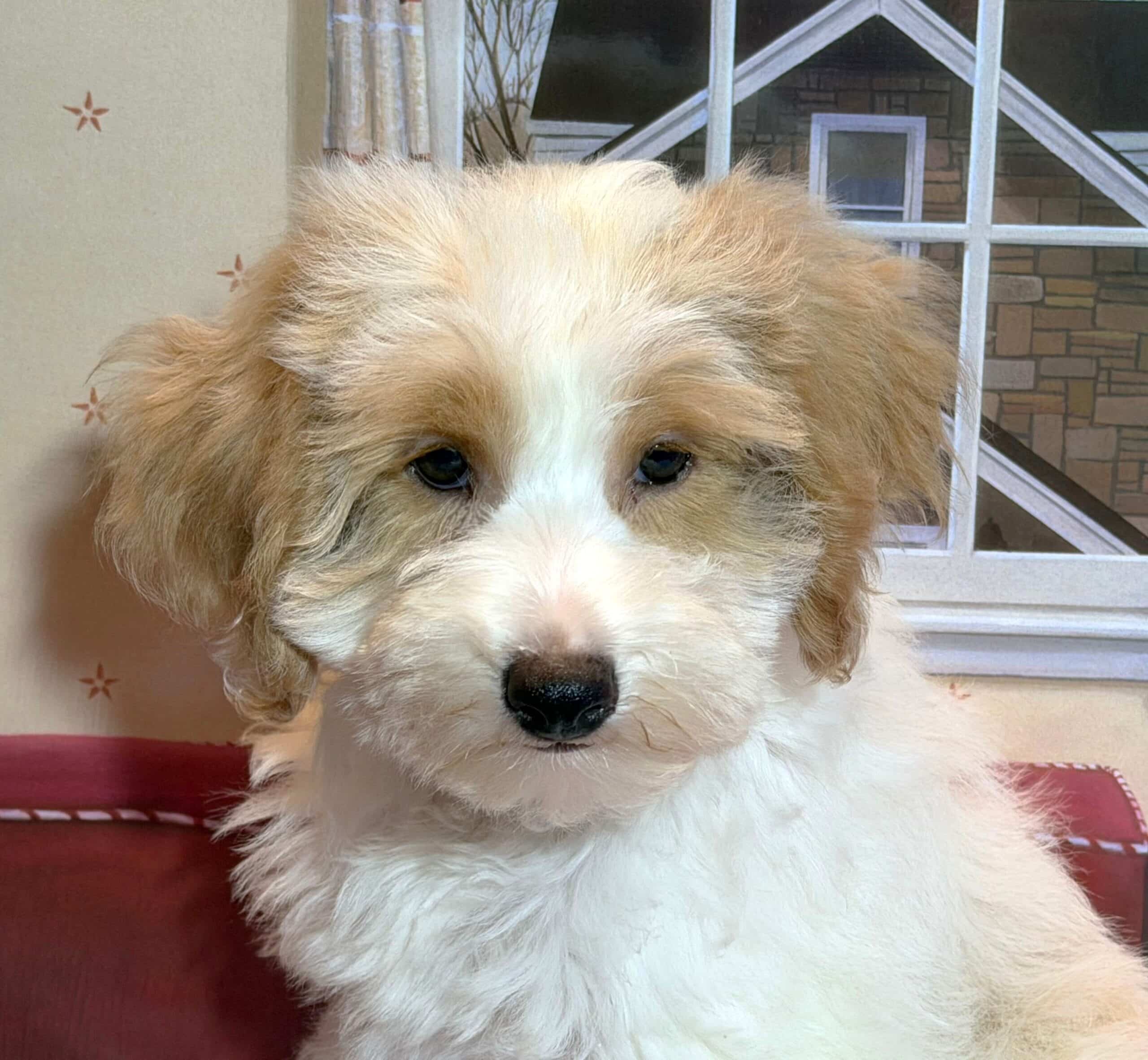 BROOKE – Schnoodle $2500