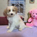 BROOKE – Schnoodle $2500