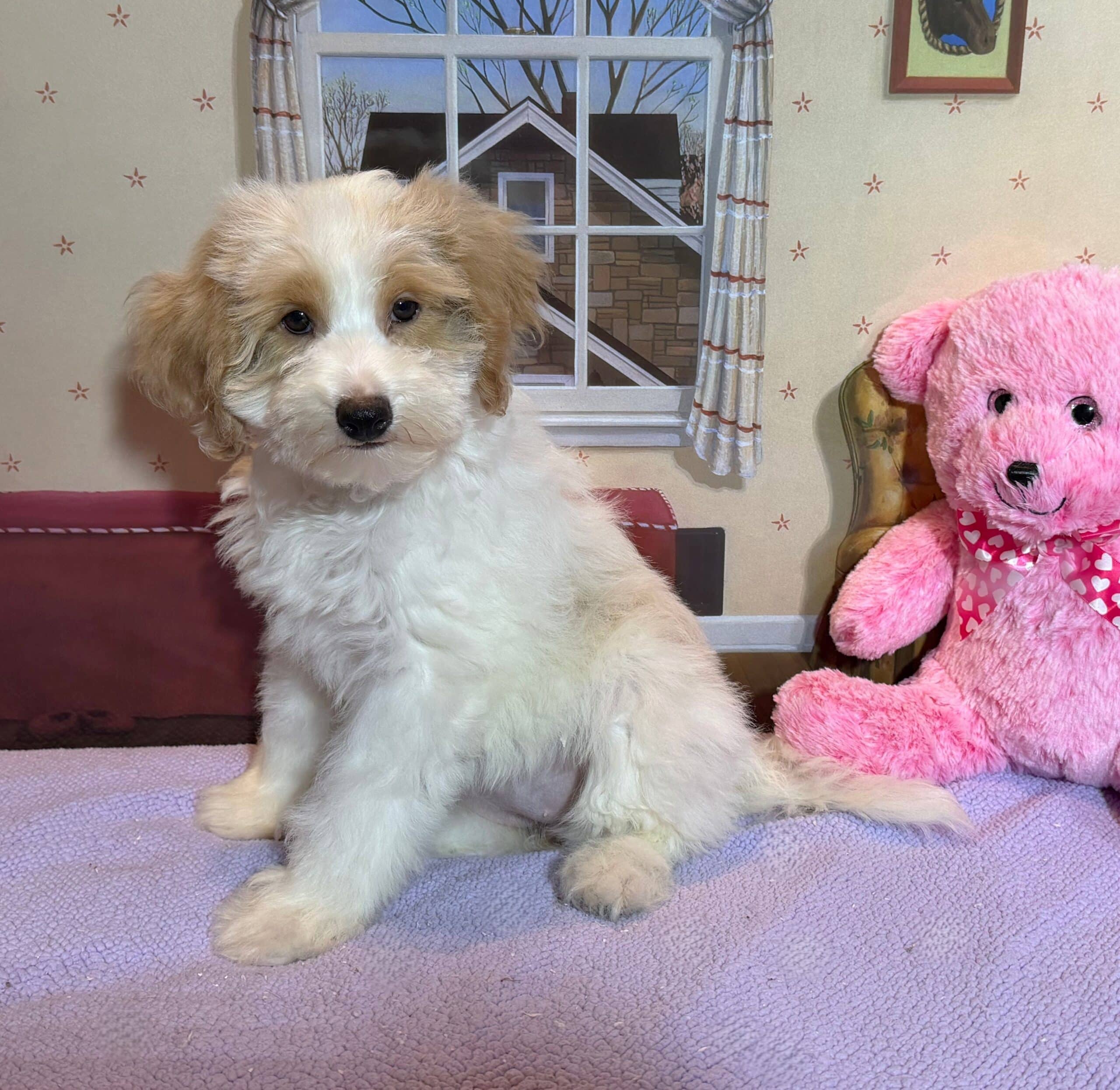 BROOKE – Schnoodle $2500