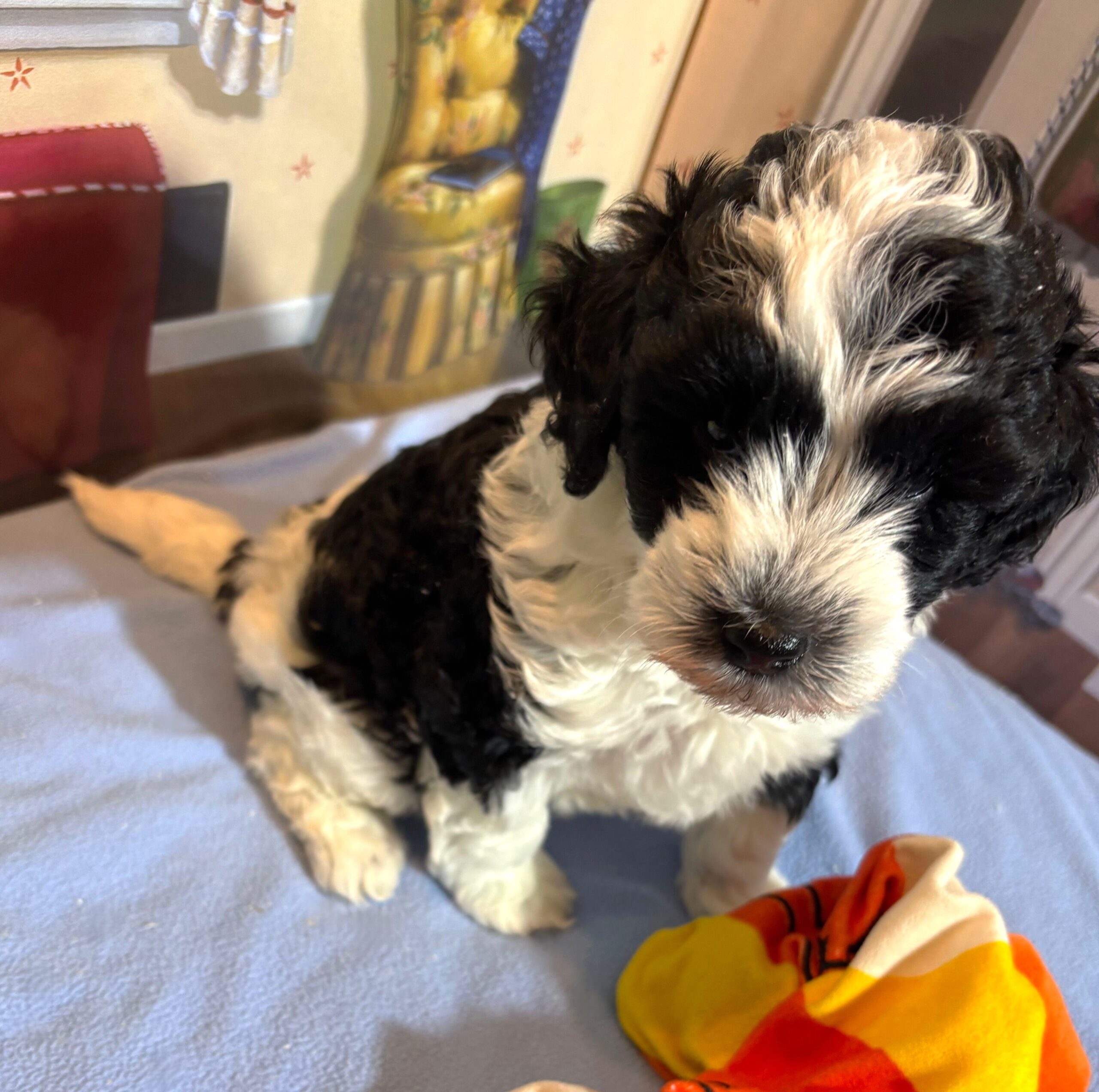 MURPHY – Schnoodle $2300