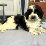 MURPHY – Schnoodle $2300