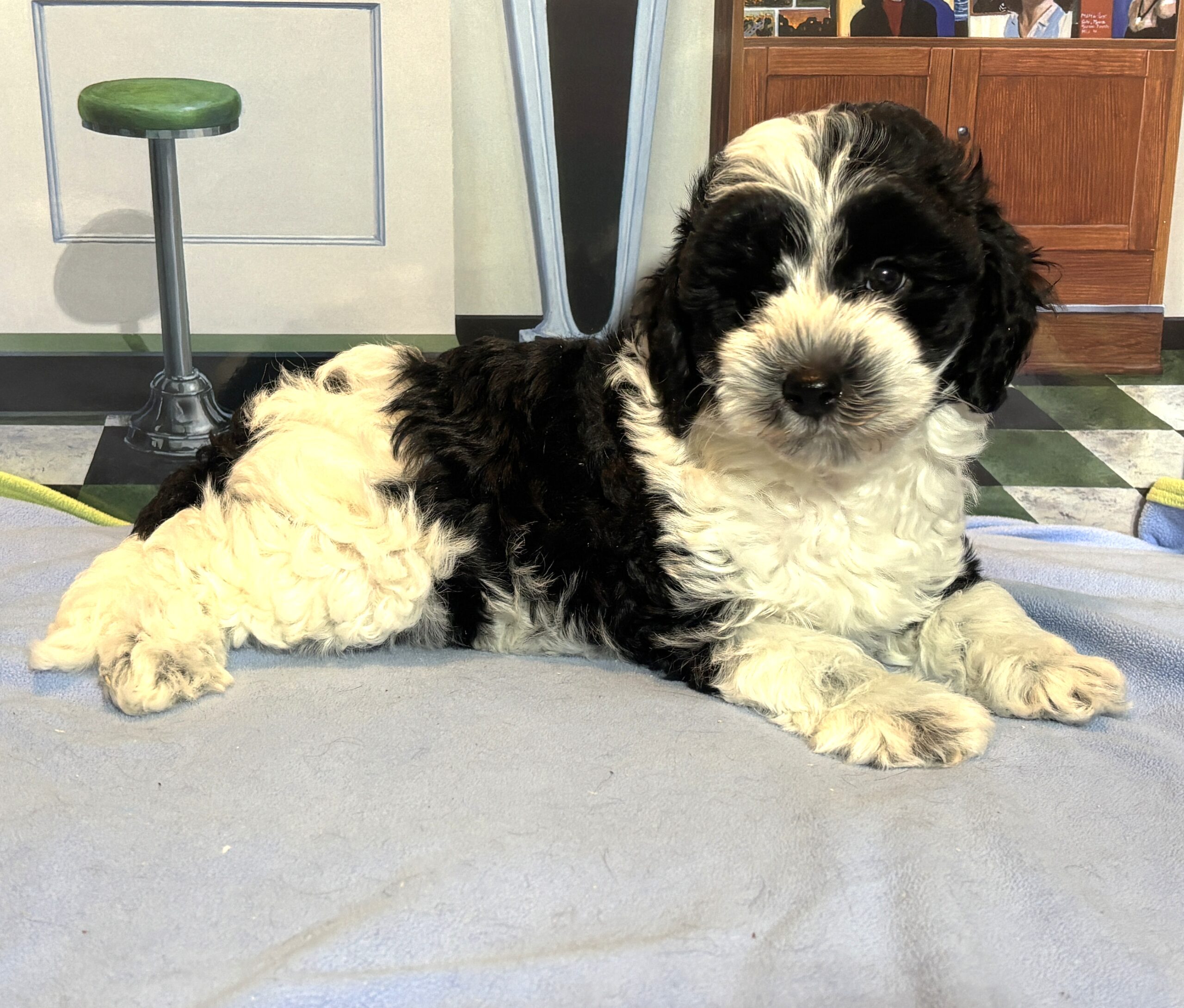 MURPHY – Schnoodle $2300