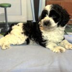 MURPHY – Schnoodle $2300