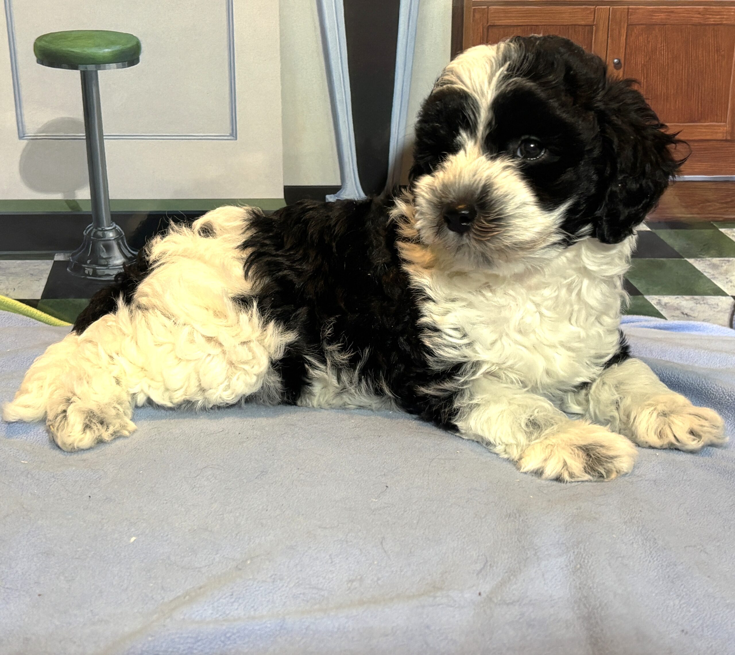 MURPHY – Schnoodle $2300