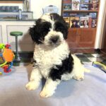 MURPHY – Schnoodle $2300