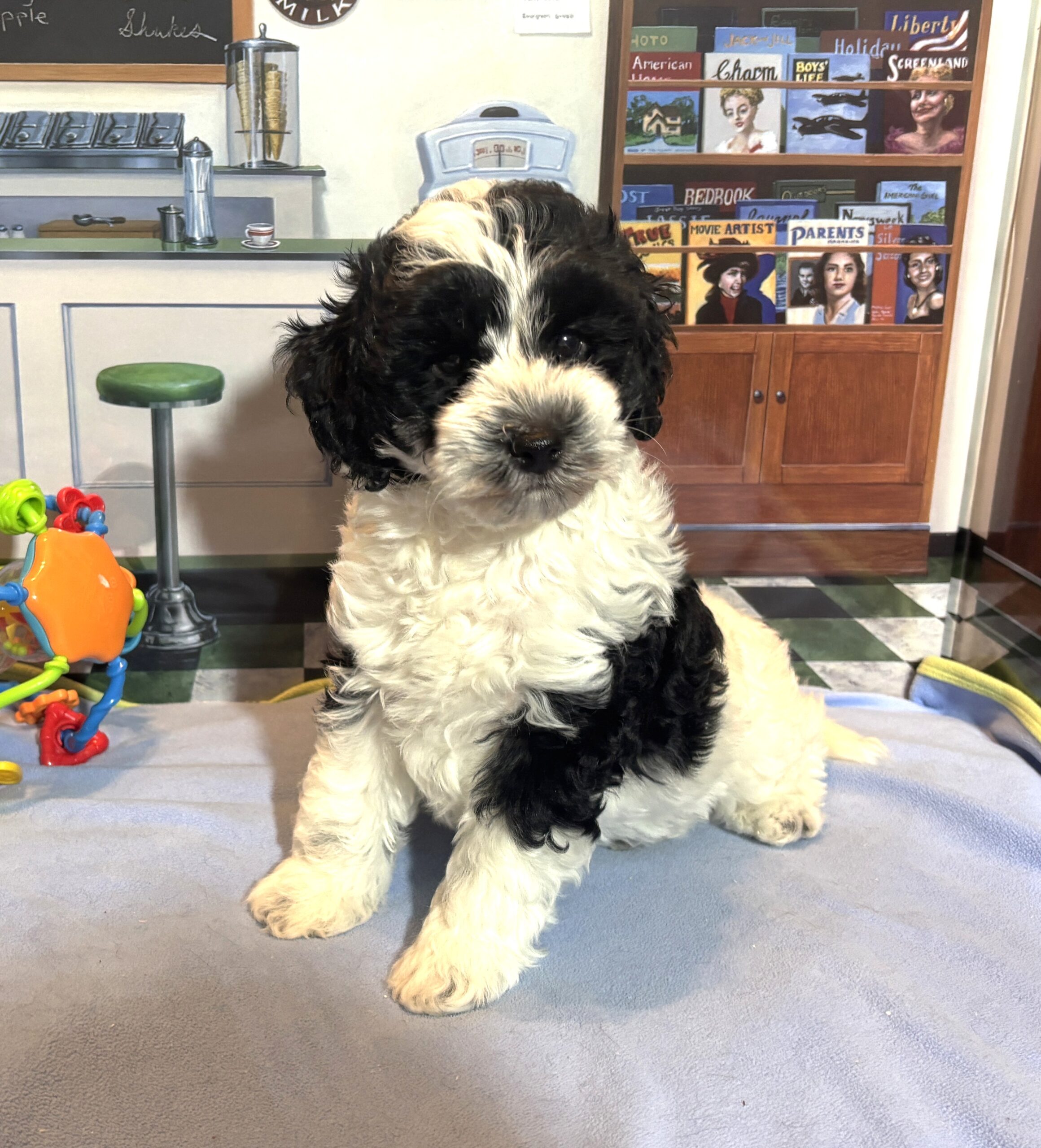 MURPHY – Schnoodle $2300